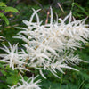 50 WHITE GOATS BEARD (like Astilbe) Aruncus Dioicus Flower Seeds