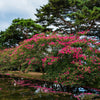 35 Dark PINK CREPE MYRTLE Lagerstroemia Indica Flowering Shrub Bush Small Tree Seeds