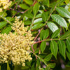 30 FLAMELEAF SUMAC TREE Shining Dwarf Winged Rhus Schmaltzia Copallina Seeds