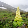 5 NOBLE RHUBARB Rheum Nobile Ornamental Sikkim Himalayan Glasshouse Plant Seeds