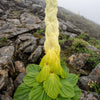 5 NOBLE RHUBARB Rheum Nobile Ornamental Sikkim Himalayan Glasshouse Plant Seeds