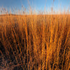 300 Ornamental BIG BLUESTEM GRASS Beardgrass Andropogon Gerardii Seeds