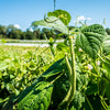 French Blue Lake Pole Bean Phaseolus Vulgaris Vegetable Seeds – photo 2