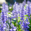 1000 TRUE BLUE HYSSOP Hyssopus Officinalis Thymus Hyssopus Herb Blue Violet Flower Seeds