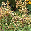 30 MIXED COLORS AGASTACHE Aurantiaca Cana Hummingbird Mint Hyssop Flower Seeds