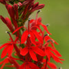 300 CARDINAL FLOWER LOBELIA Cardinalis Flower Seeds