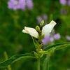 50 WHITE TURTLEHEAD Chelone Glabra Flower Seeds