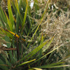Hardy Sabal Palm Tree Seeds – Cabbage Palmetto Flower – photo 11