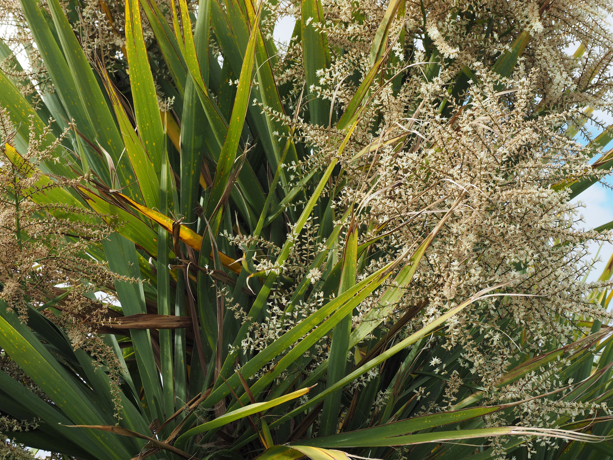 Hardy Sabal Palm Tree Seeds – Cabbage Palmetto Flower – photo 11