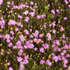 300 IMMORTELLE IMMORTAL MIX Xeranthemum Paper Daisy Everlasting Flower Seeds