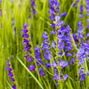 300 Blue ROCKY MOUNTAIN BEARDTONGUE Penstemon Strictus Flower Seeds