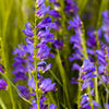 300 Blue ROCKY MOUNTAIN BEARDTONGUE Penstemon Strictus Flower Seeds