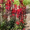 300 CARDINAL FLOWER LOBELIA Cardinalis Flower Seeds
