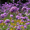250 COMMON VERVAIN Verbena Officinalis European Herb Pink Purple Flower Seeds