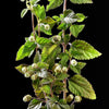 100 AZTEC SWEET HERB aka Honeyherb, Lippia, Mayan Mint, Dulce Buttons. Lippia Dulcis Phyla White Flower Seeds