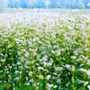 Organic Buckwheat Seeds – Fagopyrum Esculentum Grain Cover Crop Ground Cover Flower Vegetable