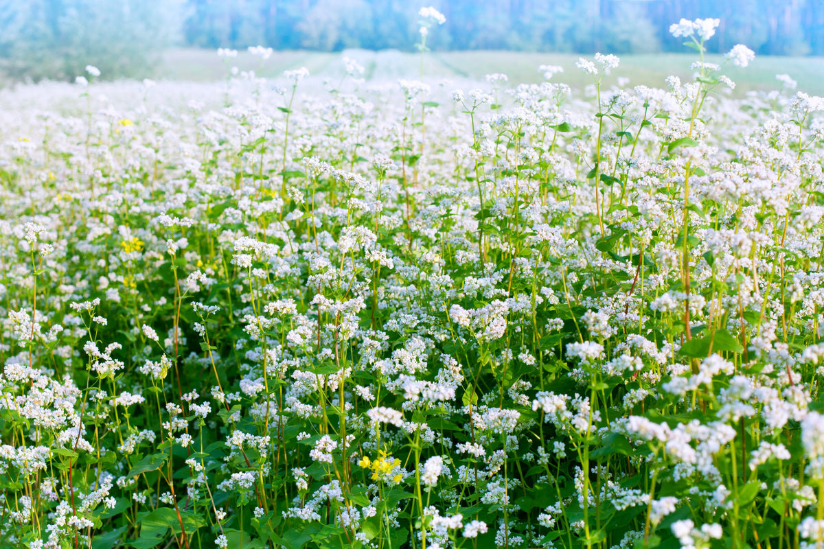 Organic Buckwheat Seeds – Fagopyrum Esculentum Grain Cover Crop Ground Cover Flower Vegetable