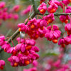 25 EUROPEAN SPINDLE TREE Euonymus Europaeus Spindletree Pink & Orange Flower Shrub Seeds