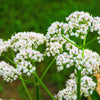 500 WHITE ANISE Pimpinella Anisum HERB Flower Seeds