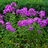 Tall Purple Phlox Seeds – Paniculata Garden Summer Native Hummingbird Flower – photo 6