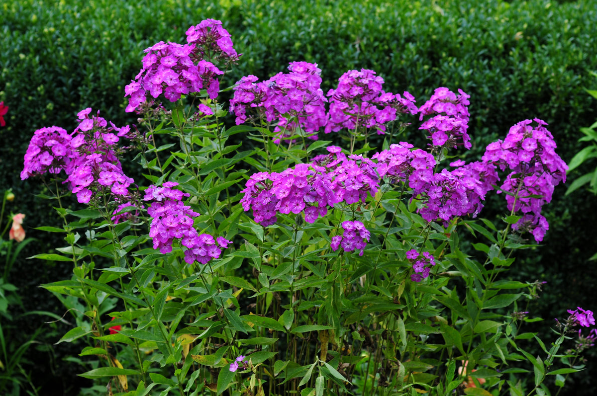 Tall Purple Phlox Seeds – Paniculata Garden Summer Native Hummingbird Flower – photo 6