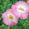 Pink & White Poppy Papaver Somniferum Flower Seeds – photo 7