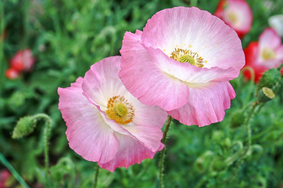Pink & White Poppy Papaver Somniferum Flower Seeds – photo 7
