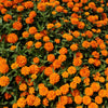 250 ORANGE KING ZINNIA Elegans Flower Seeds