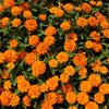 250 ORANGE KING ZINNIA Elegans Flower Seeds