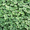 50 Organic CHICKWEED Stellaria Media Starwort Stitchwort White Flower Herb Seeds