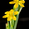 Yellow Eyed Grass Seeds – Ornamental Sisyrinchium Californicum Flower