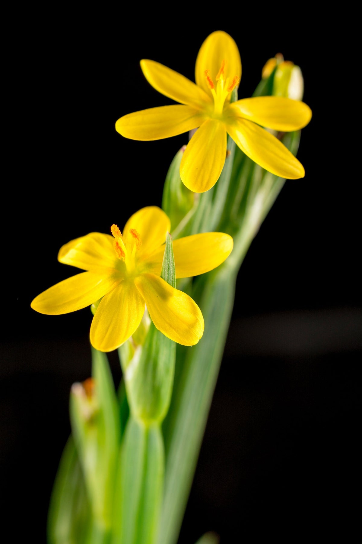 Yellow Eyed Grass Seeds – Ornamental Sisyrinchium Californicum Flower