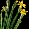10 YELLOW EYED GRASS Ornamental Sisyrinchium Californicum Flower Seeds