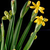 Yellow Eyed Grass Seeds – Ornamental Sisyrinchium Californicum Flower – photo 10
