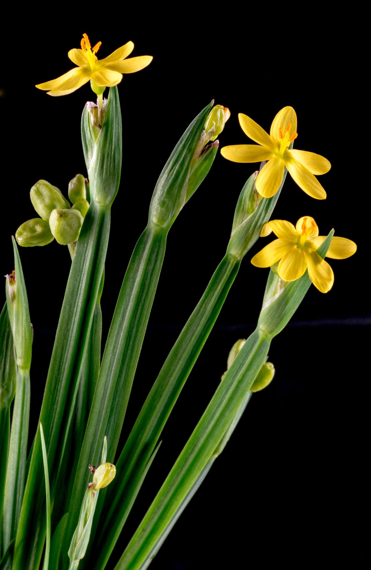 Yellow Eyed Grass Seeds – Ornamental Sisyrinchium Californicum Flower – photo 10