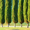 20 MEDITERRANEAN CYPRESS TREE Italian Pencil Pine Cedar Cupressus Sempervirens Stricta Seeds