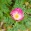 500 CARMINE King CALIFORNIA POPPY Pink Eschscholzia Californica Flower Seeds