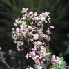 5 CHINESE MEADOW RUE Pink Yunnan Thalictrum Dipterocarpum Delavayi Flower Seeds