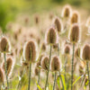 75 FULLERS TEASEL Indian Teasel Dipsacus Sativus White Flower Herb Seeds