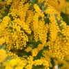 10 GOLDEN MIMOSA Acacia Baileyana Yellow Wattle Tree Flower Seeds