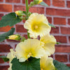 25 YELLOW HOLLYHOCK Alcea Rosea Flower Seeds Perennial