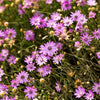 300 IMMORTELLE IMMORTAL MIX Xeranthemum Paper Daisy Everlasting Flower Seeds