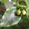 5 CAMPHOR TREE Laurel Cinnamomum Camphora Camphorwood White Flower Black Seeds