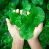 50 SPADELEAF Edible Coinwort Centella Asiatica Gotu Kola Herb Pink Flower Seeds