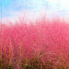 40 PINK MUHLY GRASS Cotton Candy Grass Muhlenbergia Capillaris Native Seeds