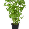 1500 LEMON BASIL Ocimum Basilicum HERB Flower Seeds