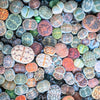 10 LIVING STONE / LITHOPS Mixed Colors Pebble Houseplant Flower Seeds