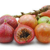 30 CLUSTER FIG Ficus Racemosa Red River Indian Guilar Tree Houseplant Seeds