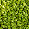 25 COMMON HOPS European Humulus Lupulus Vine Seeds Beer Making Ingredient Seeds