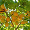 5 COMMON APRICOT Fruit Tree Prunus Armeniaca White Pink Flower Seeds